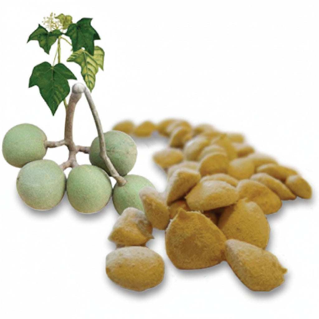 Perfect Slimming Nut – Nuez De La India